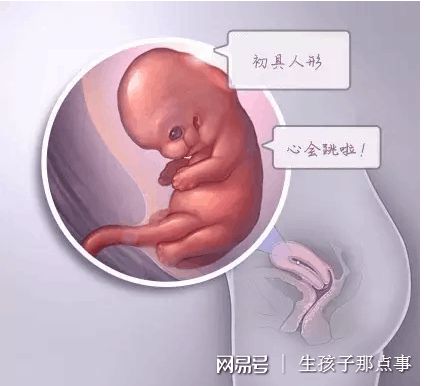 正规供卵代生子
